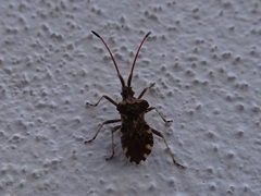 Centrocoris variegatus