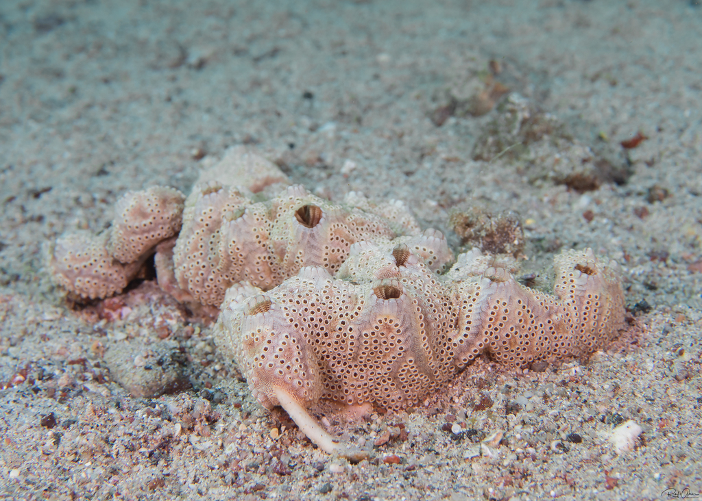 Botryllus eilatensis