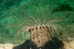 Ceriantharia