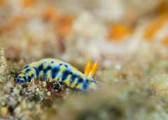 Hypselodoris infucata