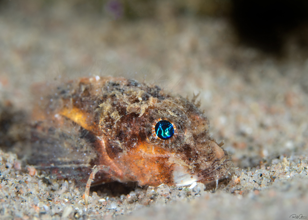 Onestick stingfish (Minous coccineus) — Synanceiidae