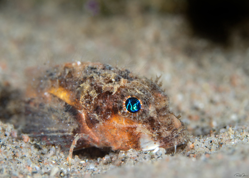 Onestick stingfish (Minous coccineus) — Synanceiidae