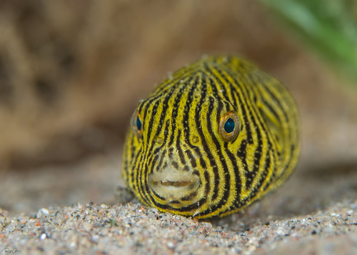 Starry Puffer