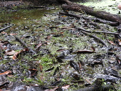 Ceratopteris cornuta