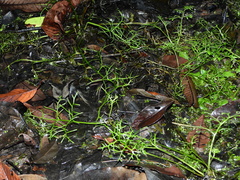 Ceratopteris cornuta