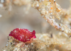 Pseudoceros rubronanus