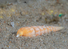 Terebra