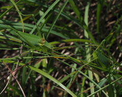 Isophya camptoxypha