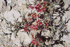 Noaea mucronata