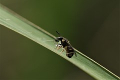 Pachyhalictus