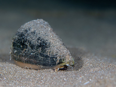 Conus quercinus