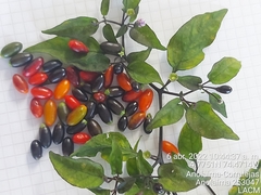Capsicum baccatum baccatum