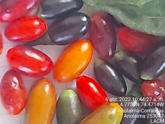 Capsicum baccatum baccatum