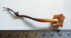 Strobilurus albipilatus