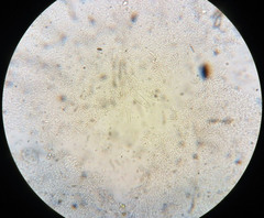 Strobilurus albipilatus