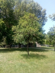 Alnus cordata