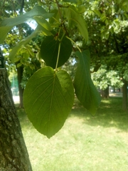 Alnus cordata