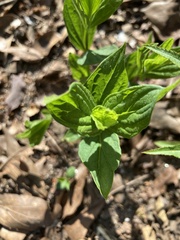 Spigelia marilandica