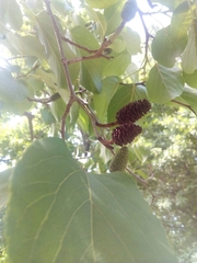 Alnus cordata