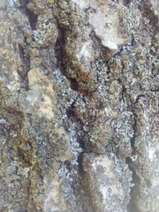 Alnus cordata