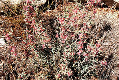 Noaea mucronata