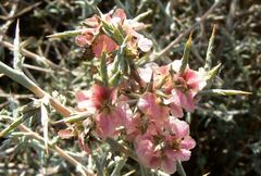 Noaea mucronata