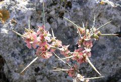 Noaea mucronata