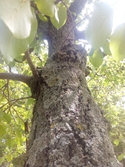 Alnus cordata
