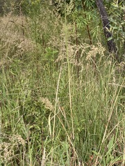 Eragrostis gummiflua