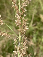 Eragrostis gummiflua