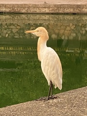 Bubulcus ibis