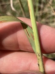 Eragrostis gummiflua