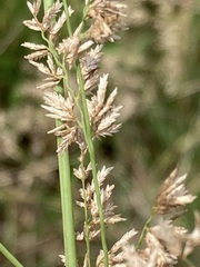 Eragrostis gummiflua