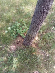 Alnus cordata