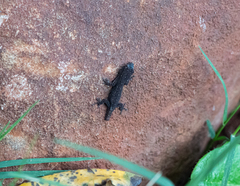 Lygodactylus capensis