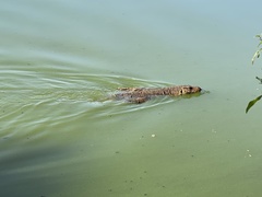 Varanus salvator salvator