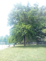 Quercus robur