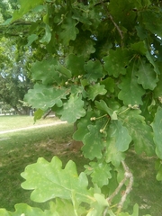 Quercus robur