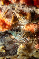 Rhynchocinetes serratus