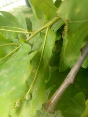 Quercus robur