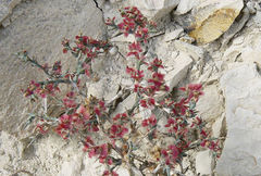 Noaea mucronata