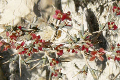 Noaea mucronata