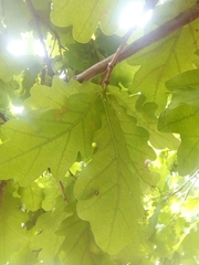 Quercus robur