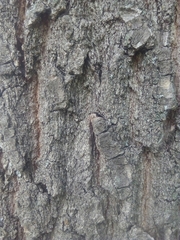 Quercus robur
