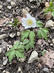 Anemonoides nemorosa