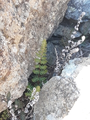 Paragymnopteris marantae marantae