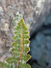 Paragymnopteris marantae marantae