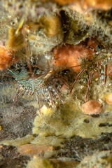 Rhynchocinetes serratus