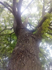 Quercus robur