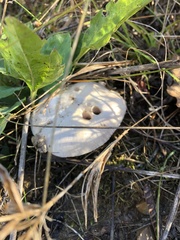 Agaricus porphyrocephalus pallidus